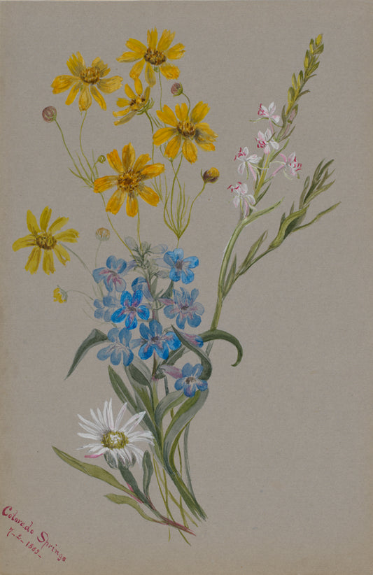 Vintage botanical illustration of yellow daisies and blue wildflowers, source inspiration for J. H. Twachtman scarf by Leeloo + Zohan—Square Scarf