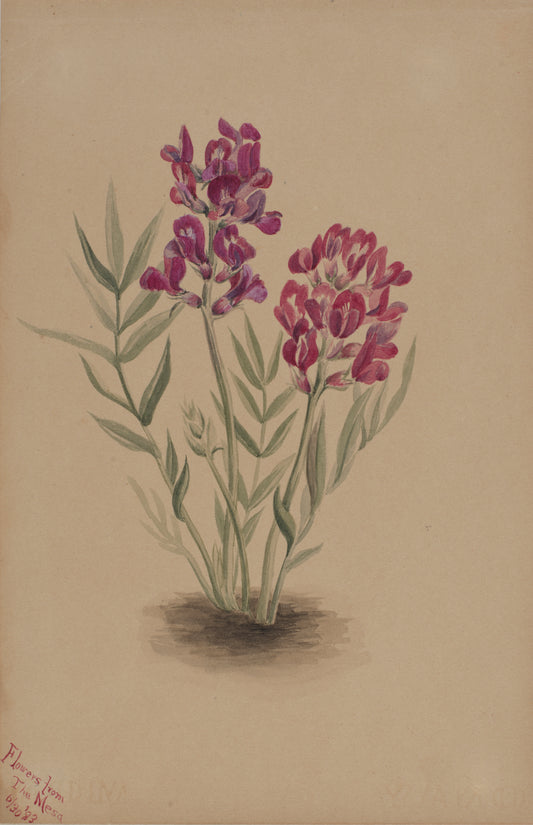 Vintage botanical illustration of pink and magenta wildflowers, source inspiration for Flowers from The Mesa scarf by Leeloo + Zohan—Square Scarf