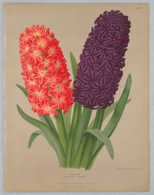 Vintage botanical hyacinth illustration inspiration for Solfatara + Mimosa scarf by Leeloo + Zohan—Square Scarf