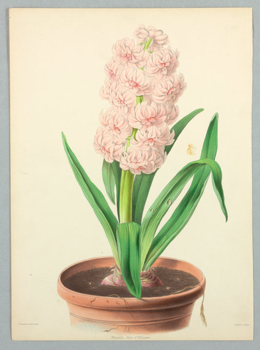 Vintage botanical illustration of pink hyacinth in a pot, source inspiration for Hyacinth, Duke Of Wellington scarf by Leeloo + Zohan—Square Scarf