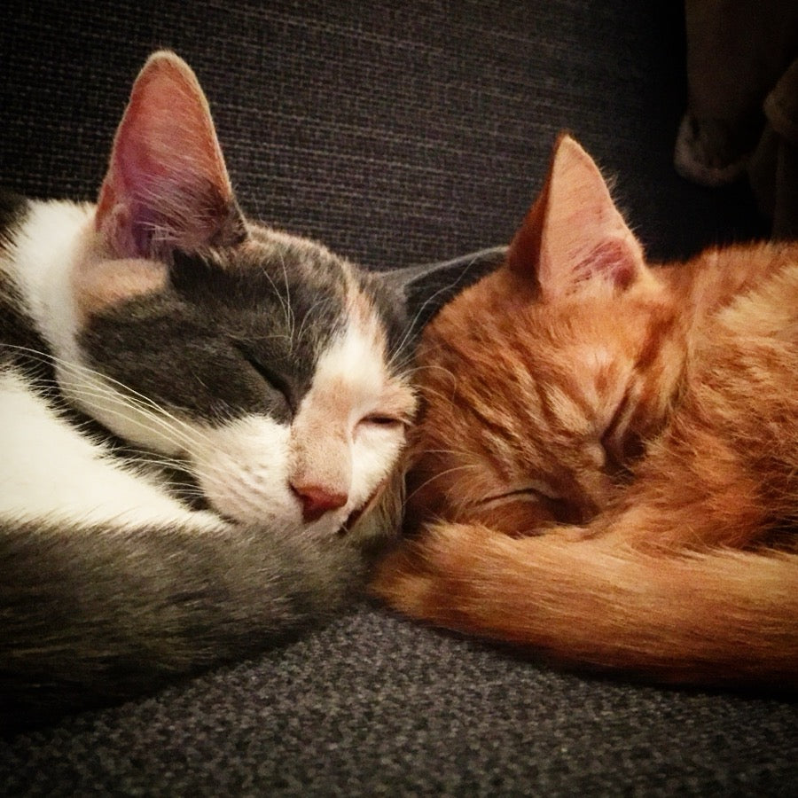 Leeloo and Zohan, the studio cats