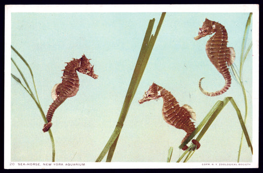 Vintage New York Aquarium seahorse photograph inspiration for Sea-horse, New York Aquarium scarf by Leeloo + Zohan—Square Scarf